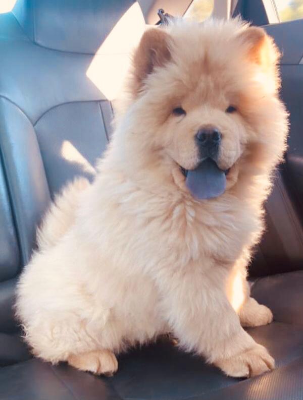 دکتر ضیاالدینی